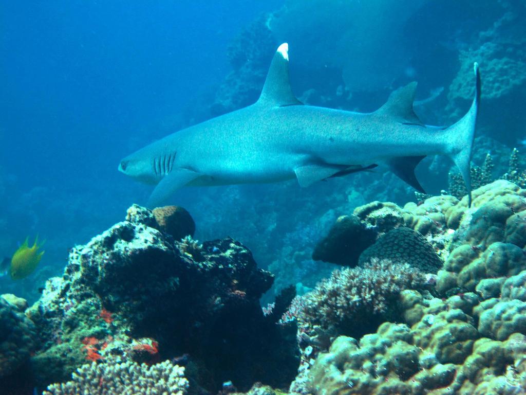 Mantaray Island Resort Nanuya Balavu Island Esterno foto